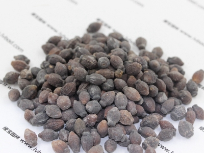 紫茉莉種子