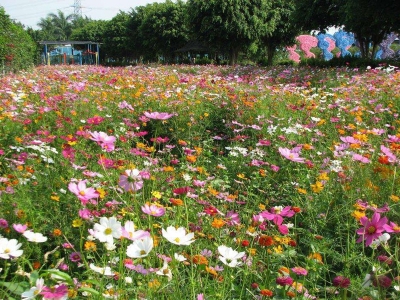 進(jìn)口野花組合種子播種幾天發(fā)芽多久開花？
