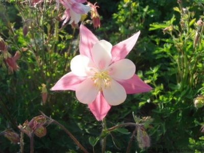 小花耬斗菜種子多少錢一斤？