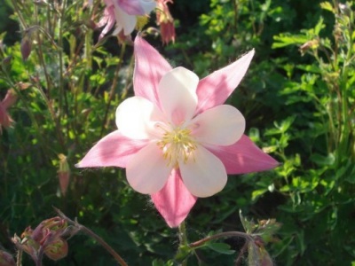 大花耬斗菜種子幾月播種最好？