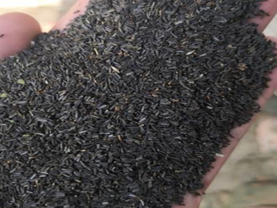 黑心菊種子什么時(shí)候成熟？