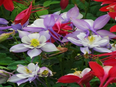 大花耬斗菜花語和寓意是什么？