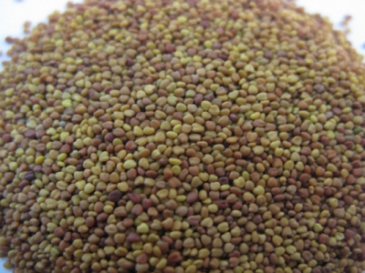 每畝用多少斤白三葉草種子？