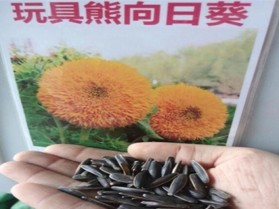 玩具熊矮向日葵種子能吃嗎？