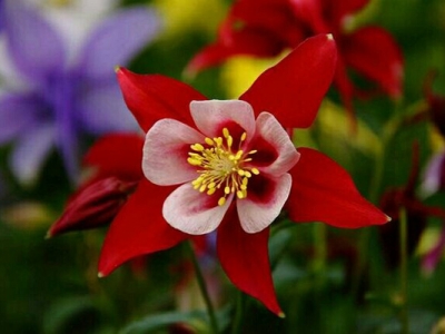 大花耬斗菜當(dāng)年種開花嗎？