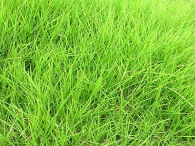 狗牙根草坪跟天鵝絨草坪的區(qū)別是什么？
