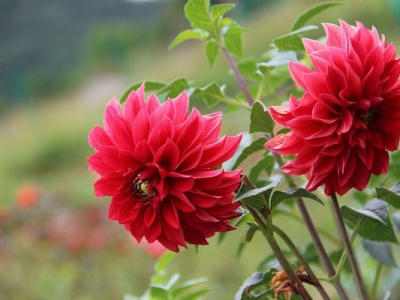 大麗花種子幾天發(fā)芽？