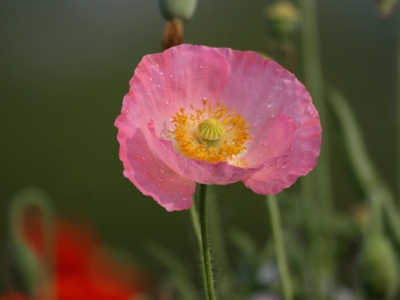 虞美人種子幾天能發(fā)芽？